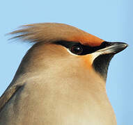 Bohemian Waxwing