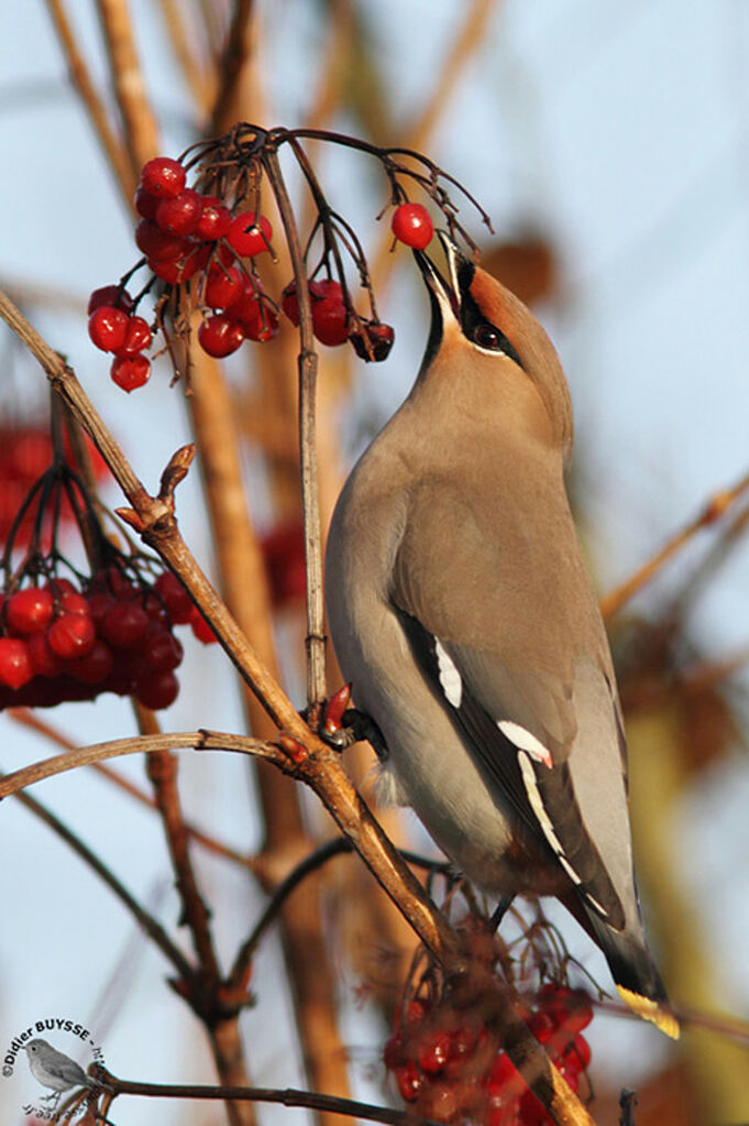 Bohemian WaxwingFirst year, identification, feeding habits