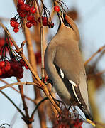 Bohemian Waxwing