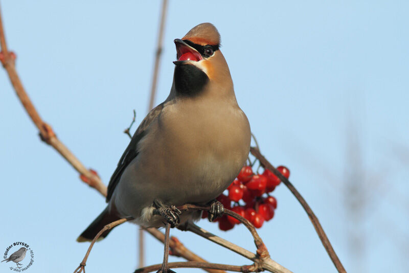 Bohemian WaxwingFirst year, identification, feeding habits