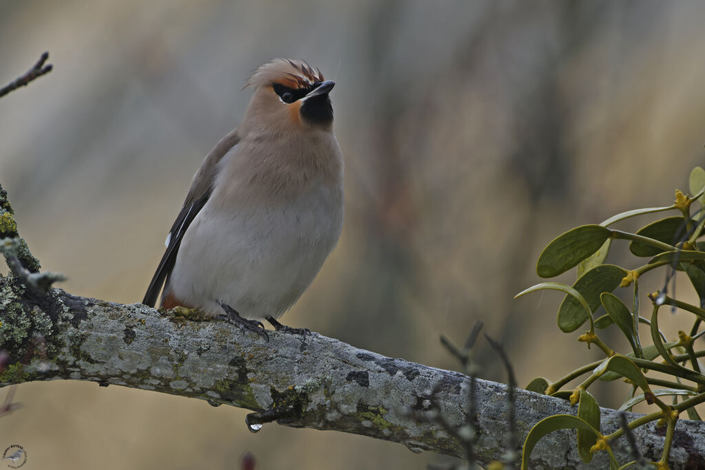 Bohemian Waxwing
