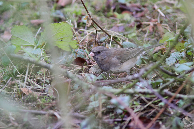 Dark-eyed Junco female adult, identification