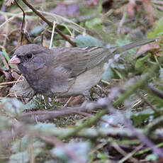 Junco ardoisé