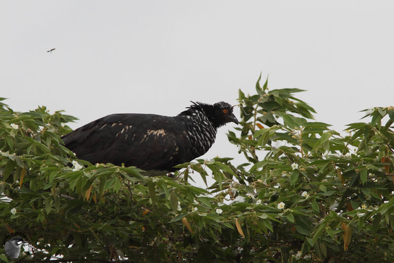 Horned Screameradult, identification