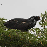 Horned Screamer