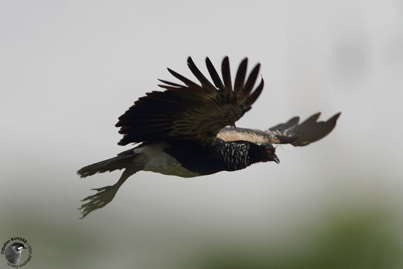 Horned Screameradult, Flight