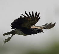 Horned Screamer