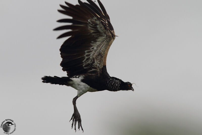 Horned Screameradult, Flight