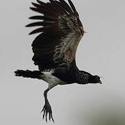 Horned Screamer