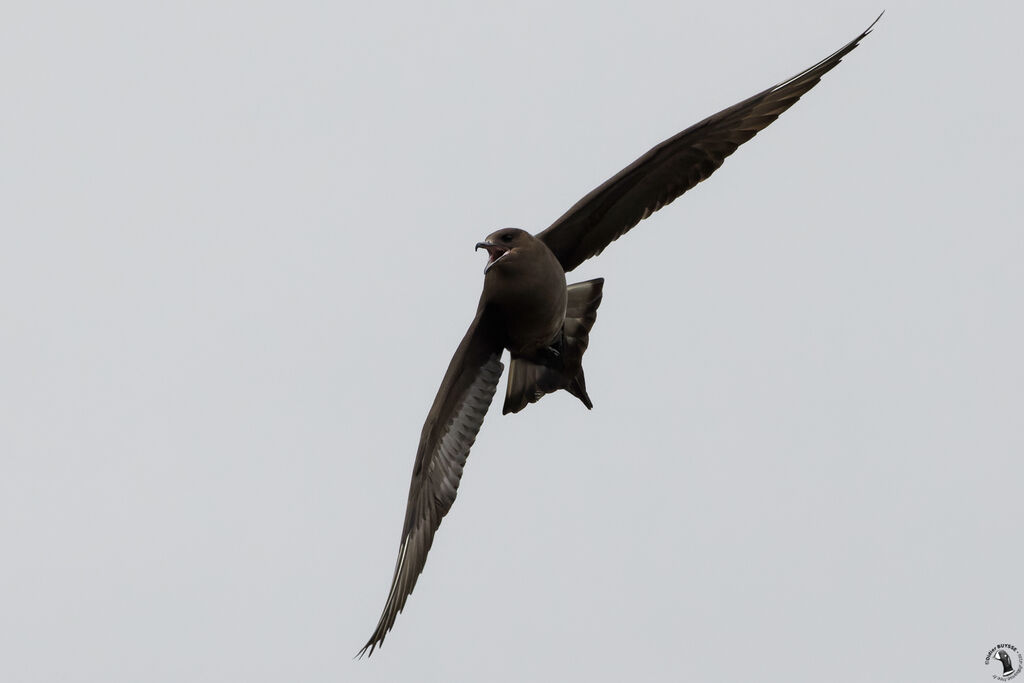 Parasitic Jaegeradult, Flight