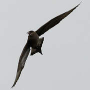 Parasitic Jaeger