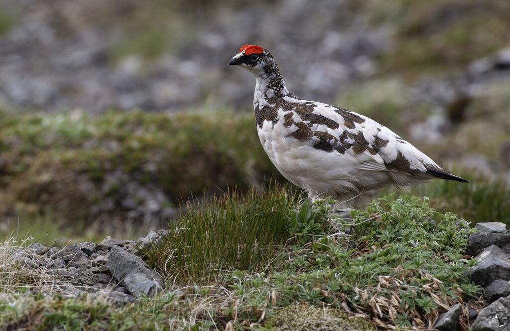 Rock Ptarmigan male