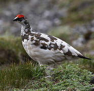 Rock Ptarmigan