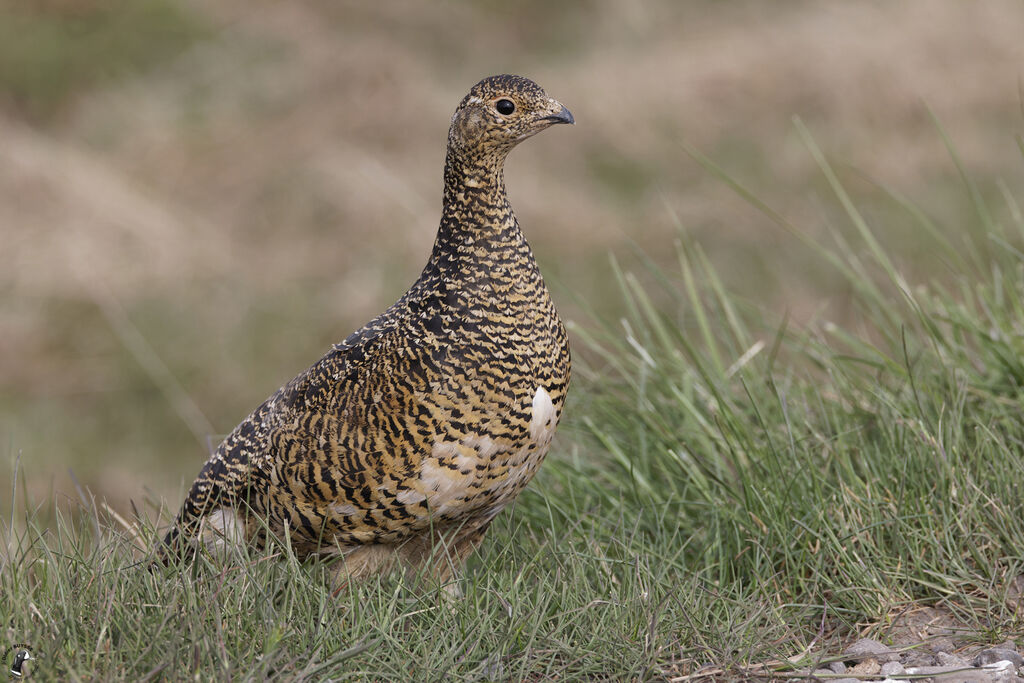 Rock Ptarmigan female adult