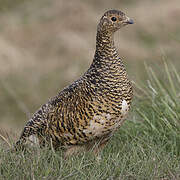 Rock Ptarmigan