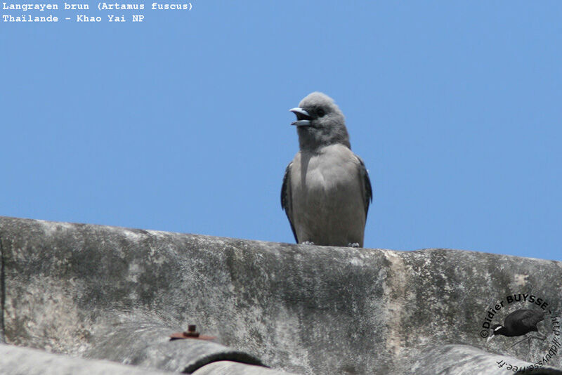 Ashy Woodswallow