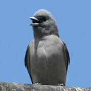 Ashy Woodswallow