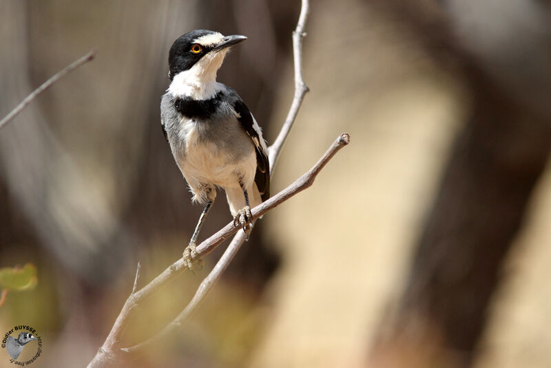 White-tailed Shrikeadult, identification