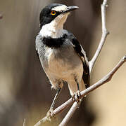 White-tailed Shrike