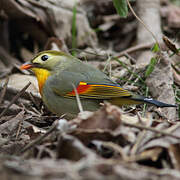 Red-billed Leiothrix