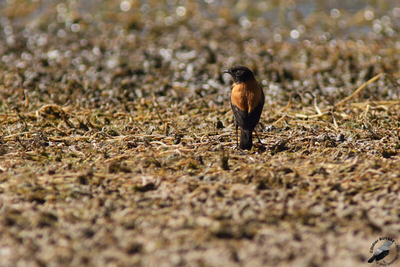 Andean Negritoadult, identification