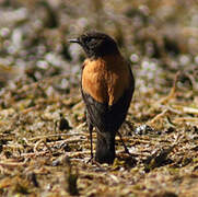 Andean Negrito