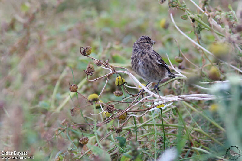 Linotte à bec jaunejuvénile, identification