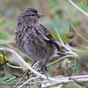 Twite