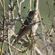 River Warbler