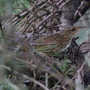 Lanceolated Warbler