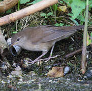 Savi's Warbler