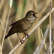 Savi's Warbler