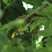 Indian Golden Oriole