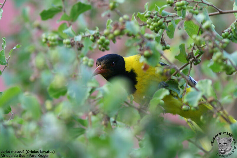 Black-headed Oriole