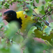 Black-headed Oriole