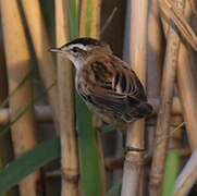 Moustached Warbler