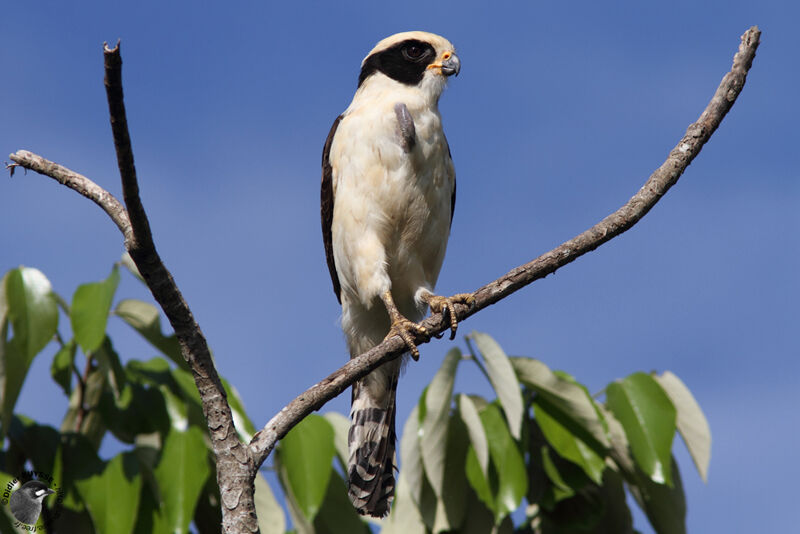 Laughing Falcon, identification