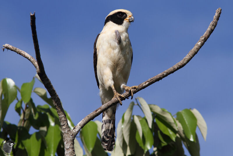 Macagua rieur, identification