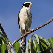 Laughing Falcon