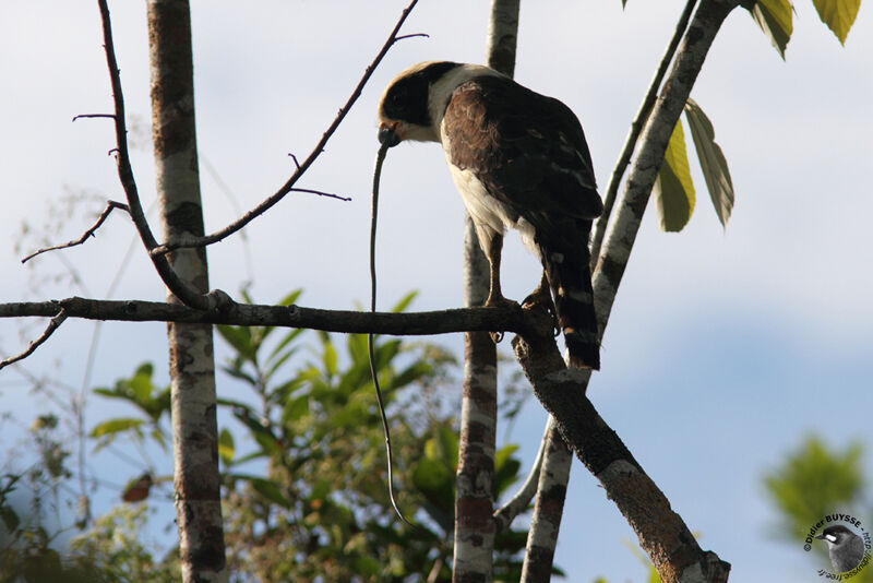 Macagua rieuradulte, identification, régime