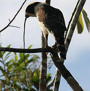 Laughing Falcon