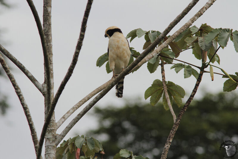 Macagua rieuradulte, identification