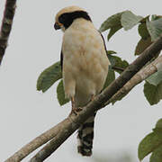 Laughing Falcon