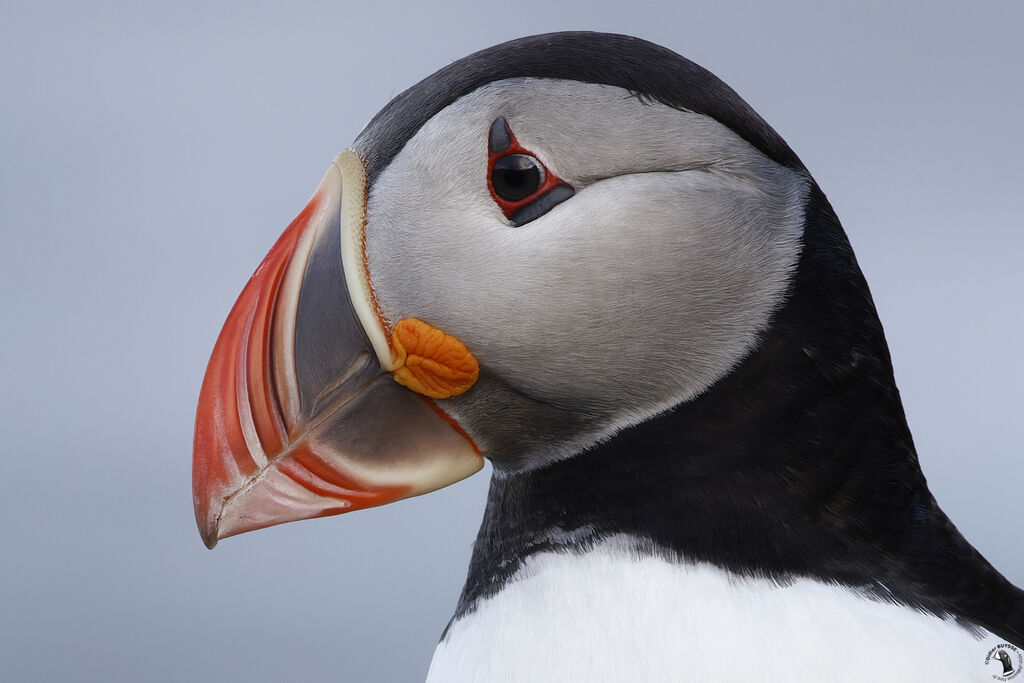 Atlantic Puffinadult, close-up portrait