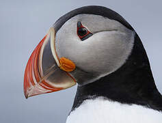 Atlantic Puffin