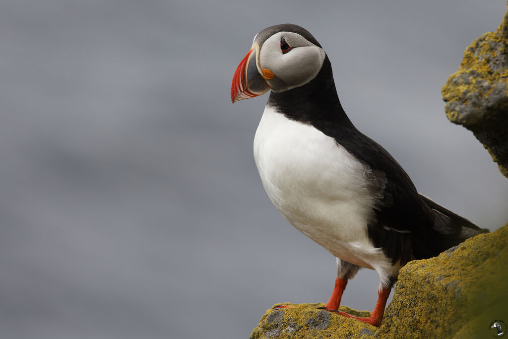 Atlantic Puffinadult