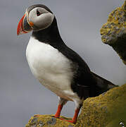 Atlantic Puffin