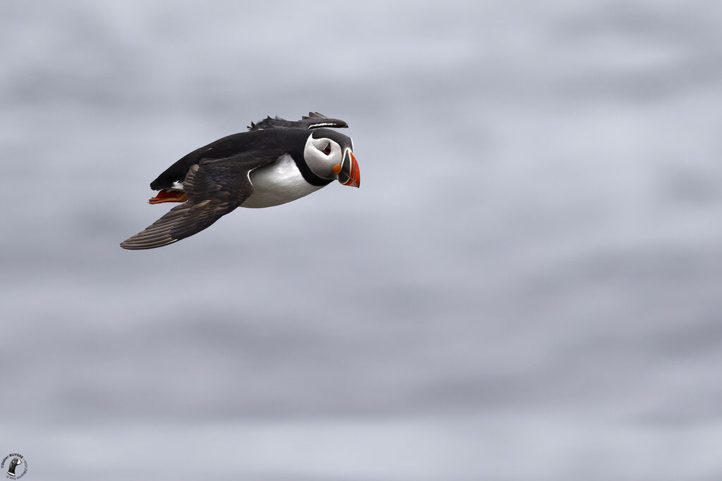 Atlantic Puffinadult, Flight