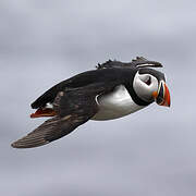 Atlantic Puffin