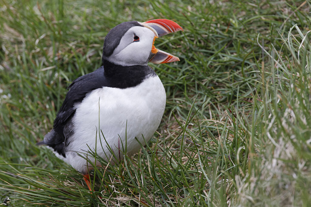 Atlantic Puffinadult